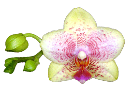 Phalaenopsis