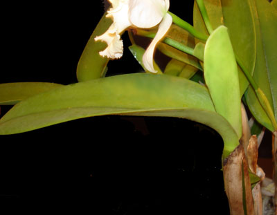 Sheath on Cattleya