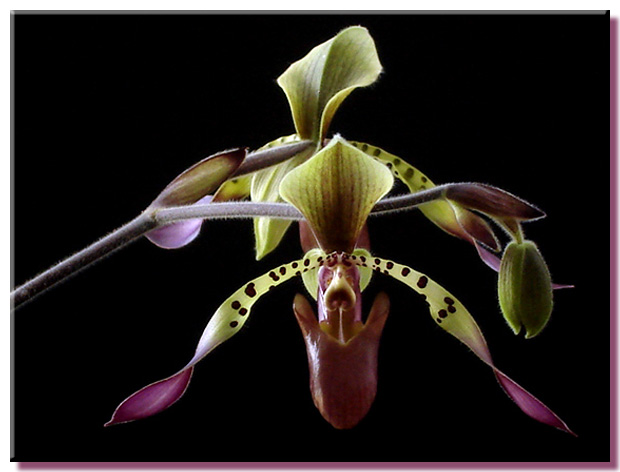 Paphiopedilum  lowii ('Princehouse' x sib)