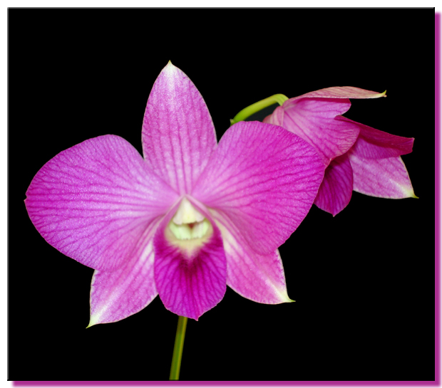 Purple Dendrobium