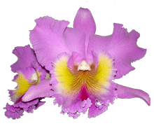 Cattleya