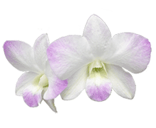 Dendrobium