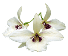 Dendrobium