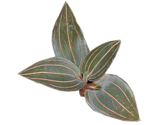 Ludisia discolor