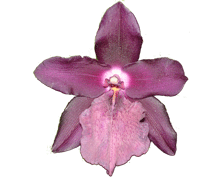 Miltonia Anne Warne