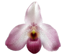 Paph Ho Chi Minh