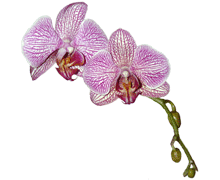 Phalaenopsis Candy Stripe