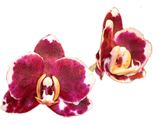 Phalaenopsis DB's Harley