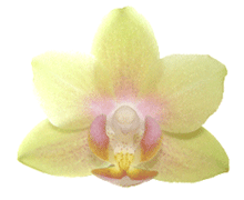 Phalaenopsis Gold Tris