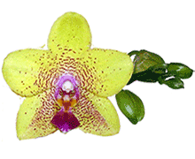 Phalaenopsis