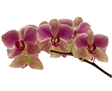 Phalaenopsis