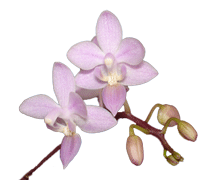 Phalaenopsis equestris