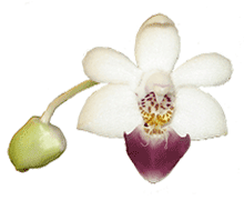 Phalaenopsis parishii